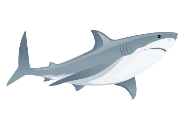 白尖鲨