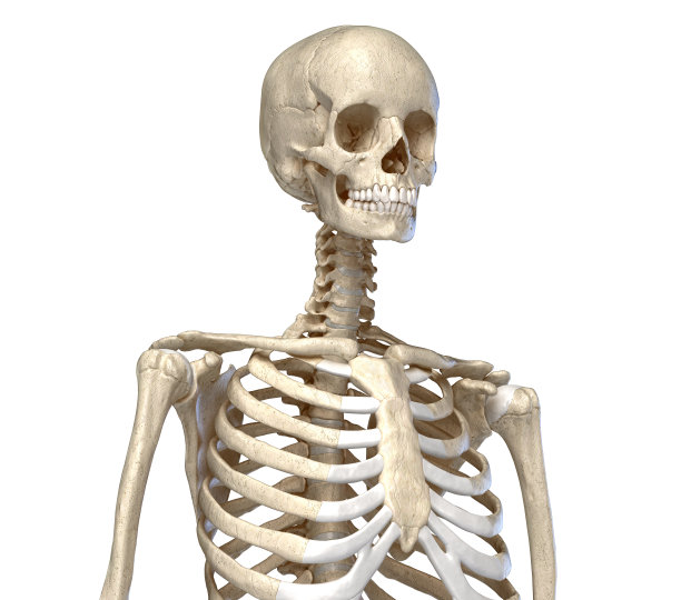 skeleton