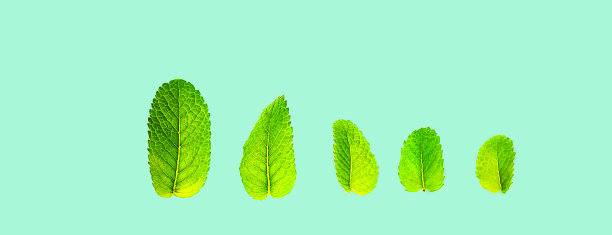 spearmint