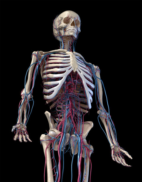 skeleton