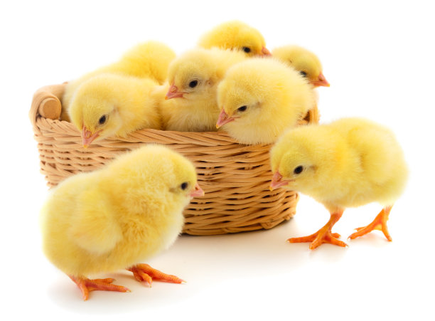 chick