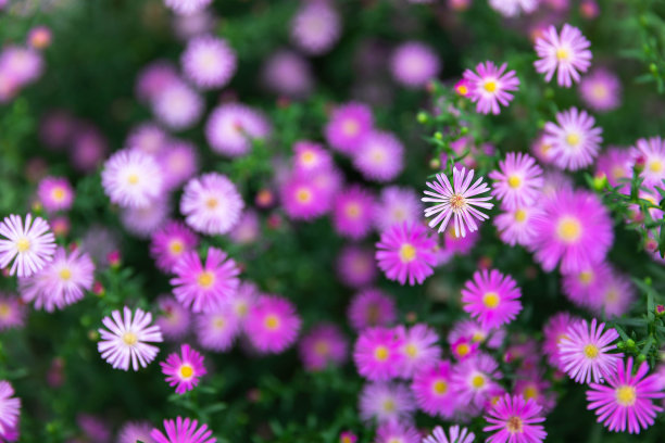 calliopsis