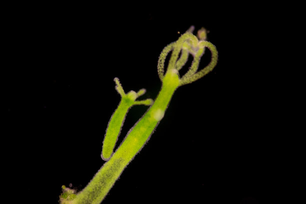 cnidaria