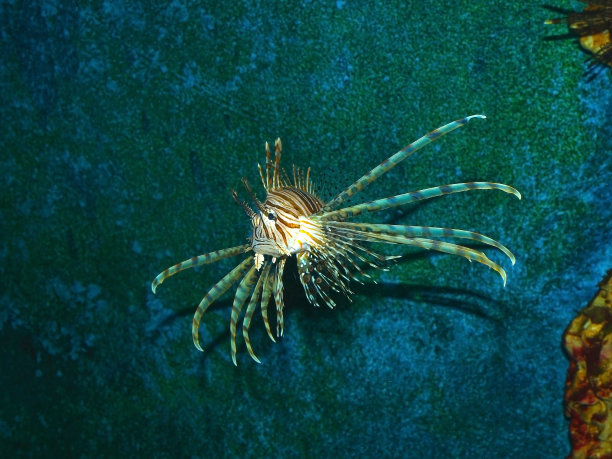 lionfish