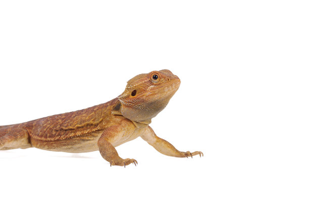 pogona