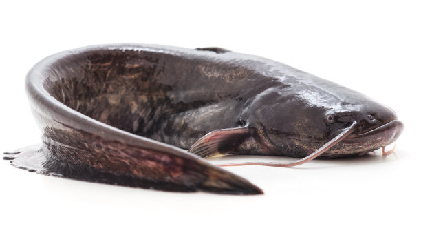 catfish