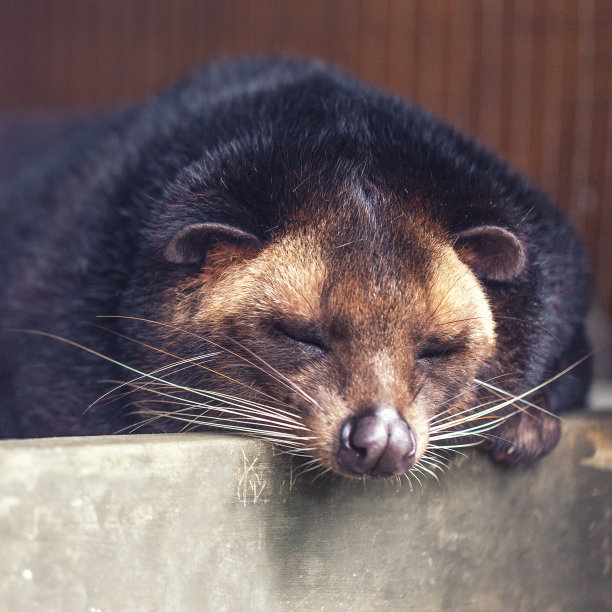 civet