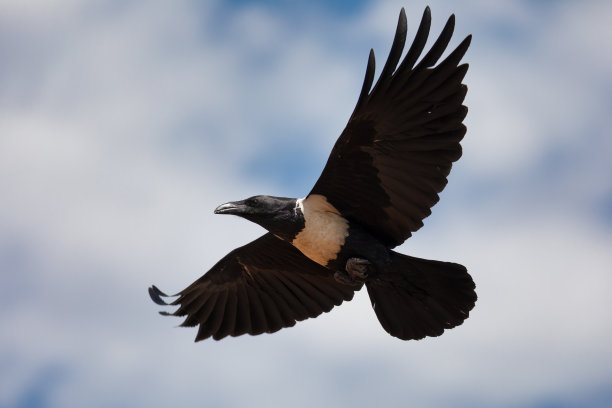 raven