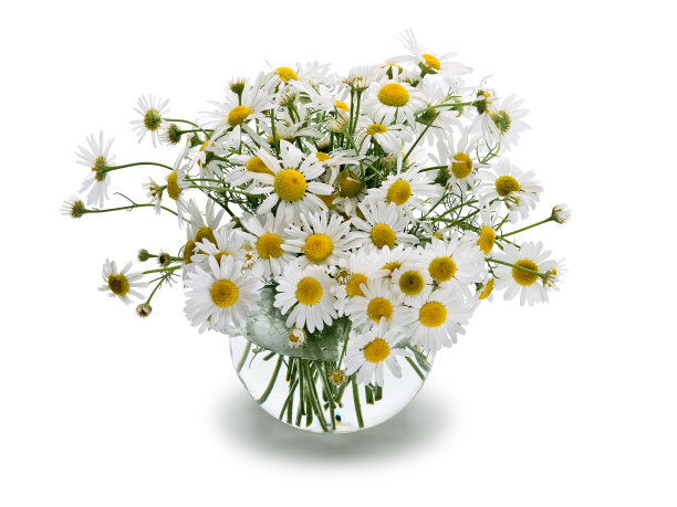 camomiles