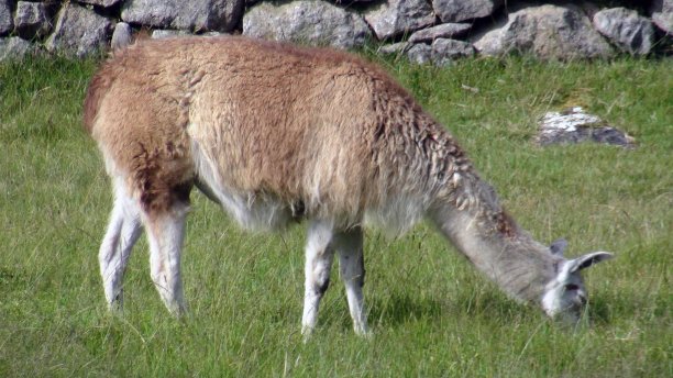 llama
