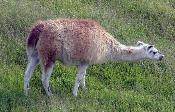 llama