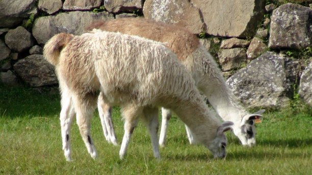 llama