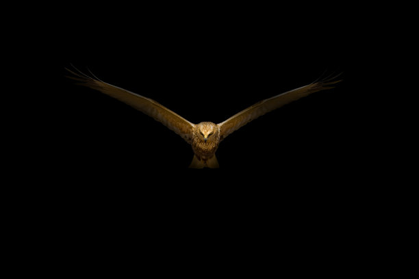 hawk