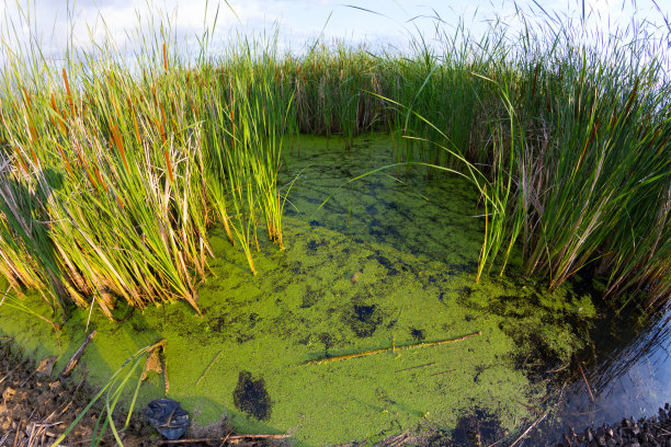 fen