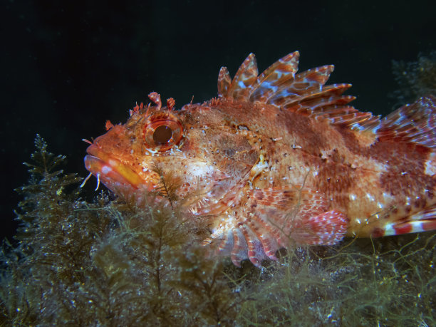 pterois