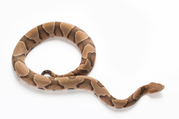 copperhead