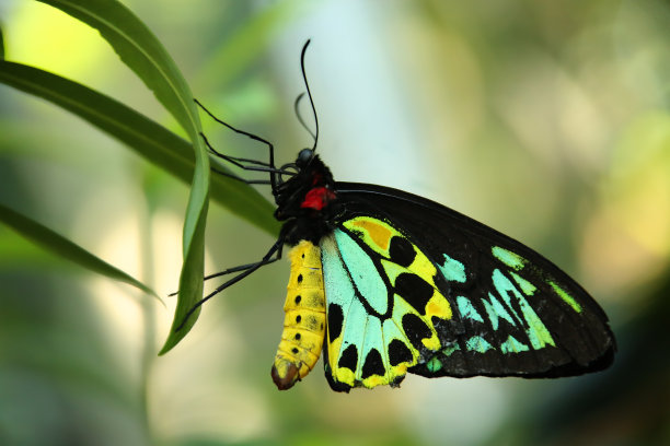 ornithoptera