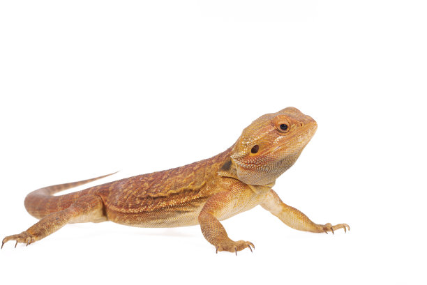 pogona
