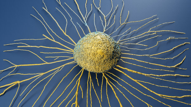 cd4