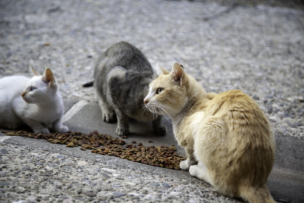 stray