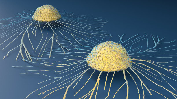 cd4