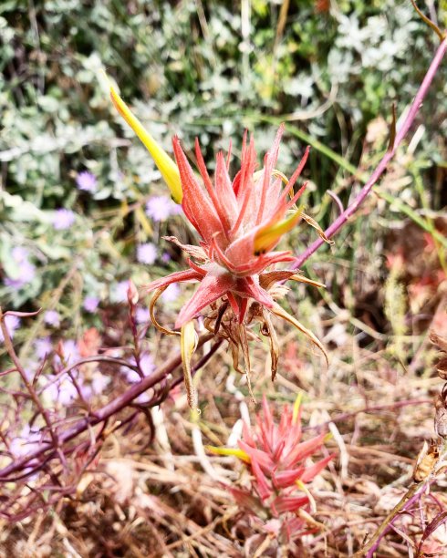 hawkweed