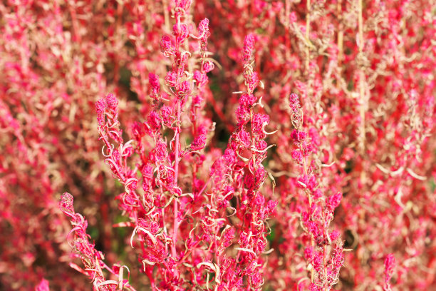 epilobium