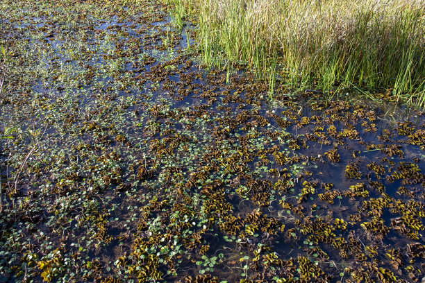 marsh