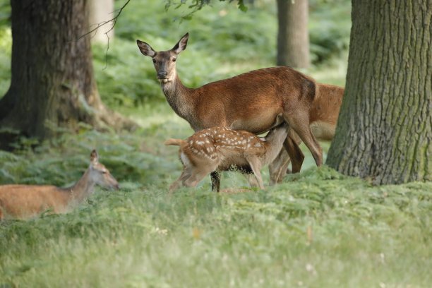 doe