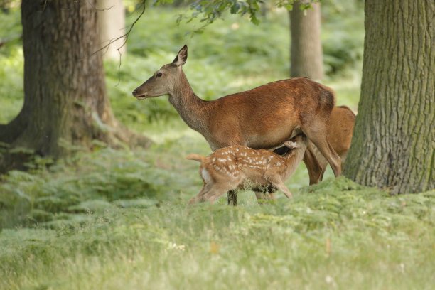 doe