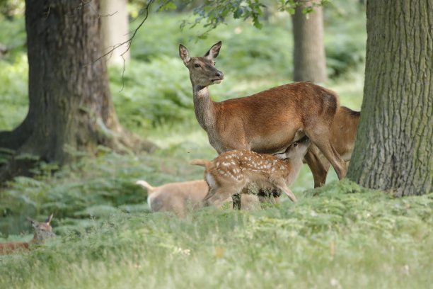 doe