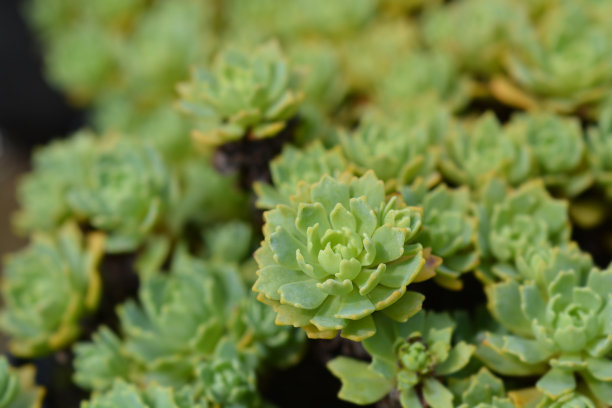 sedum