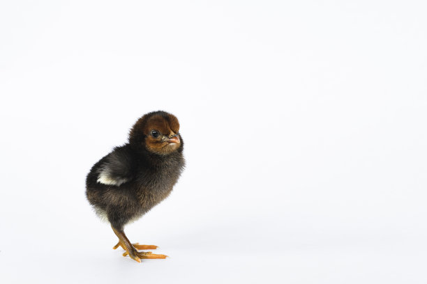 cock