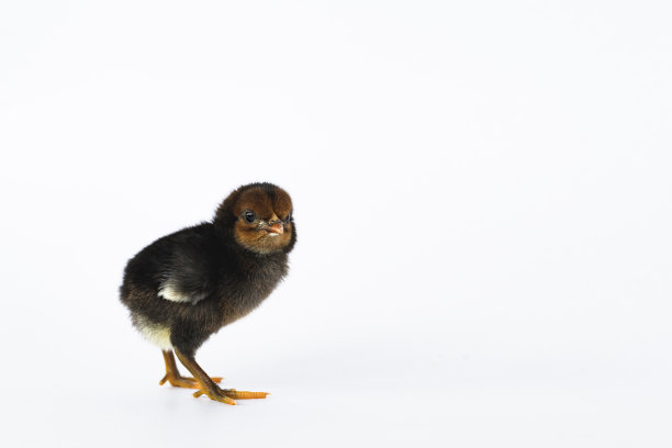 cock
