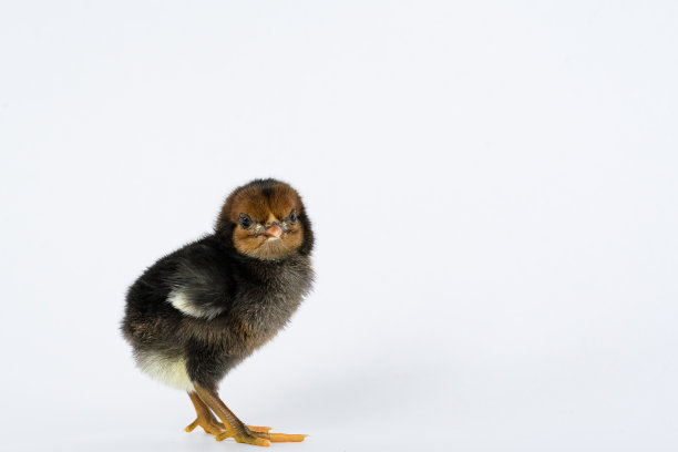 cock