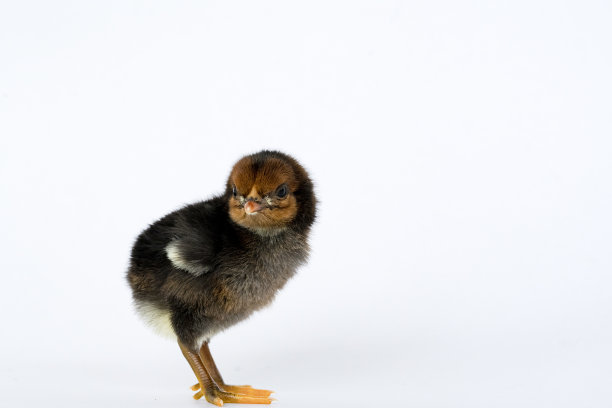 cock