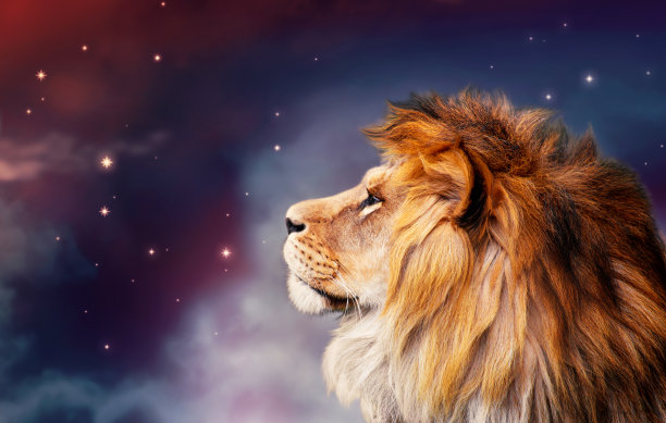lion