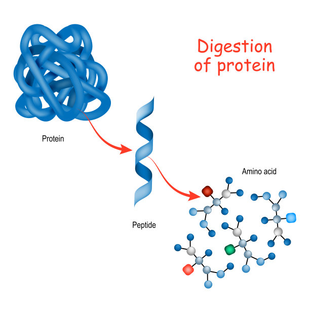 protein