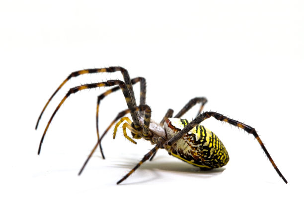 arachnid