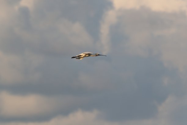 spoonbill