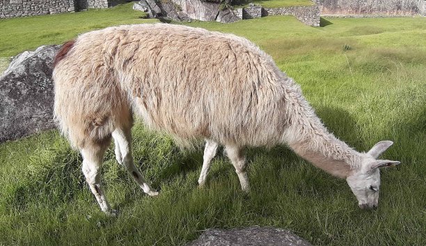 llama