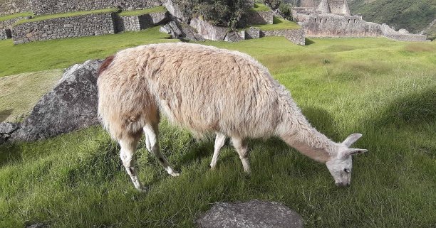 llama