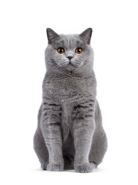 英国短毛猫