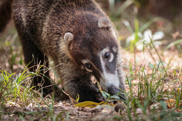 coatimundi