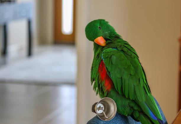 eclectus