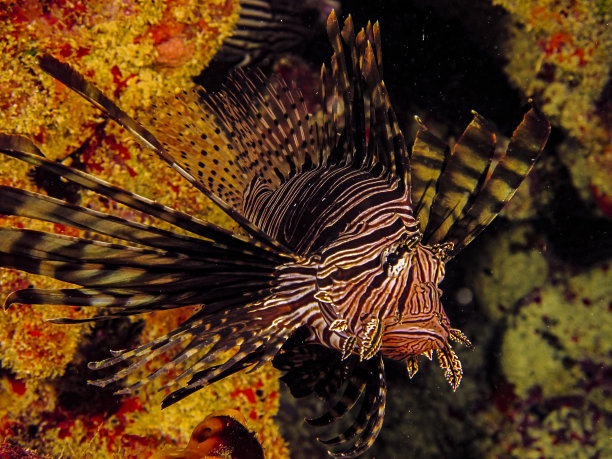 lionfish