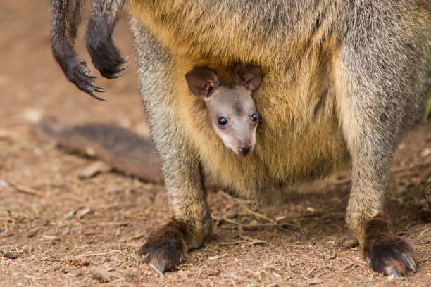 pouch