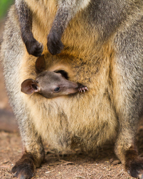 pouch