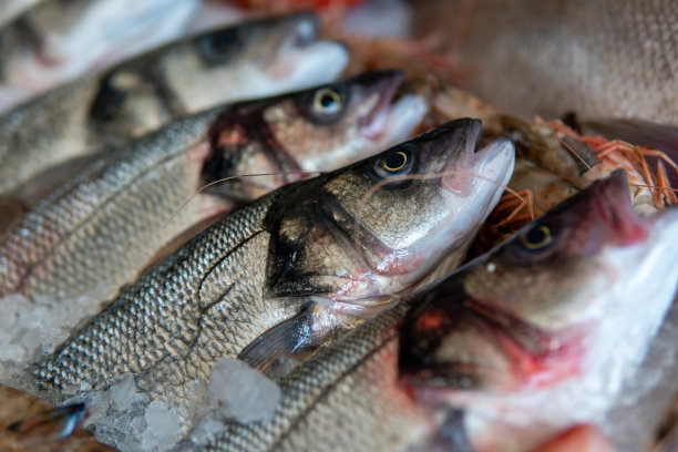 rockfish