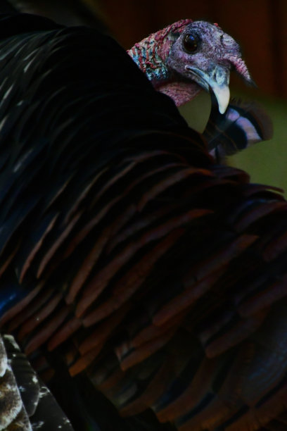 preen